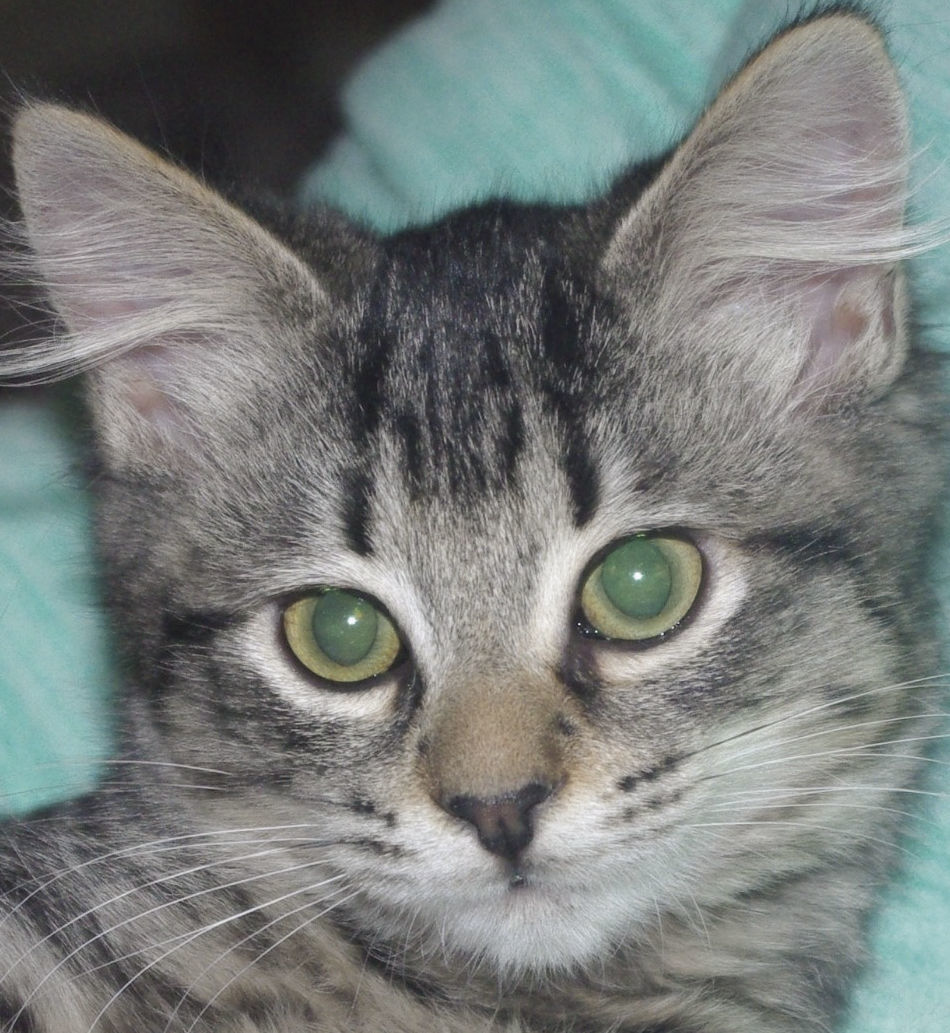 Pets of the Week: Sassy